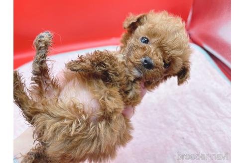 成約済の東京都のティーカッププードル-163397の34枚目