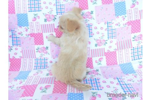 成約済の千葉県のチワワ(ロングコート)-161482の16枚目