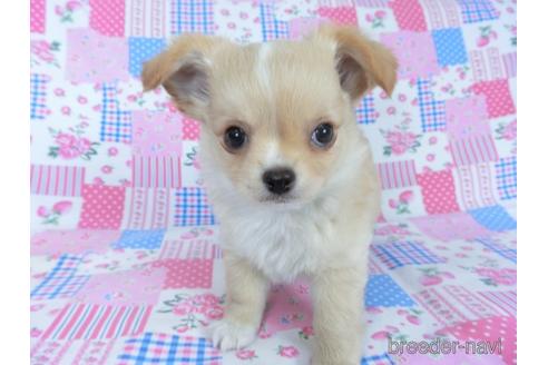 成約済の千葉県のチワワ(ロングコート)-161482の15枚目