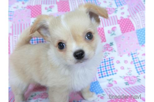 成約済の千葉県のチワワ(ロングコート)-161482の14枚目