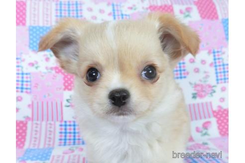 成約済の千葉県のチワワ(ロングコート)-161482の13枚目