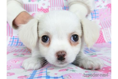 成約済の千葉県のチワワ(ロングコート)-161483の15枚目