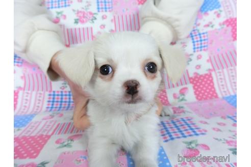 成約済の千葉県のチワワ(ロングコート)-161483の16枚目