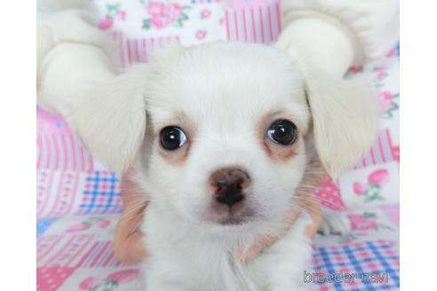 成約済の千葉県のチワワ(ロングコート)-161483の14枚目