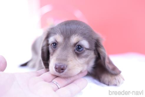 成約済の愛知県のカニンヘンダックスフンド(ロングヘアード)-160854の3枚目