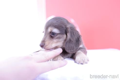 成約済の愛知県のカニンヘンダックスフンド(ロングヘアード)-160854の2枚目