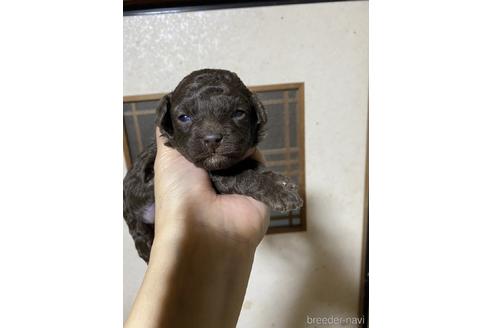 成約済の山口県のタイニープードル-162485の1枚目