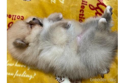 成約済の新潟県のポメラニアン-163448の3枚目