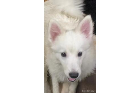 長野県の日本スピッツ 男の子 21 07 31生まれ 元気いっぱいに遊んでいます 子犬id ブリーダーナビ