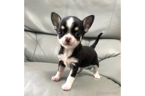 成約済の徳島県のチワワ(スムースコート)-161199の11枚目