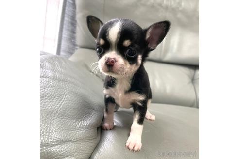 成約済の徳島県のチワワ(スムースコート)-161199の10枚目