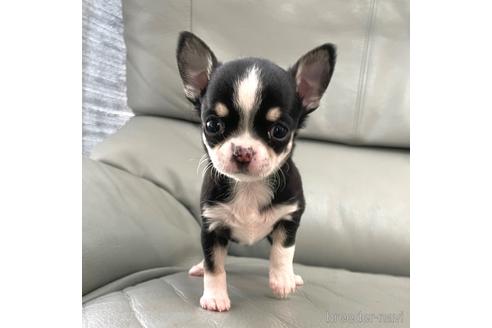 成約済の徳島県のチワワ(スムースコート)-161199の8枚目