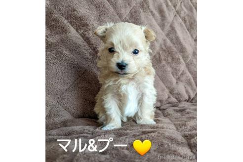 成約済の広島県のマルプー:マルチーズ×トイプードル-161719