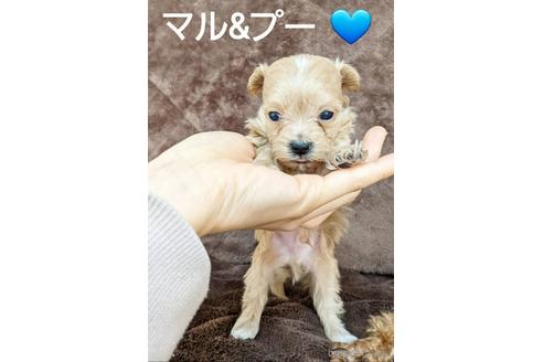 成約済の広島県のマルプー:マルチーズ×トイプードル-161718