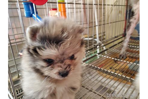 成約済の愛知県のポメラニアン-163355の2枚目