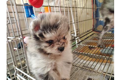 成約済の愛知県のポメラニアン-163355の3枚目