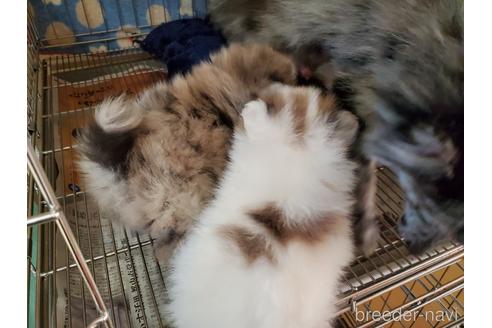 成約済の愛知県のポメラニアン-163356の7枚目