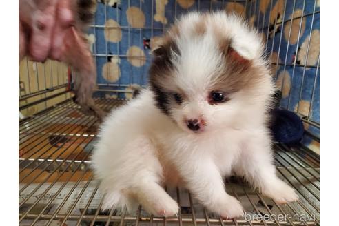 成約済の愛知県のポメラニアン-163356の1枚目