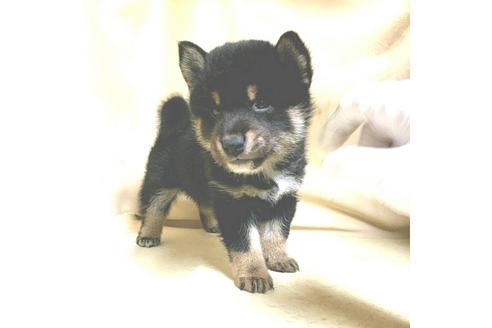 成約済の茨城県の豆柴-161229の20枚目