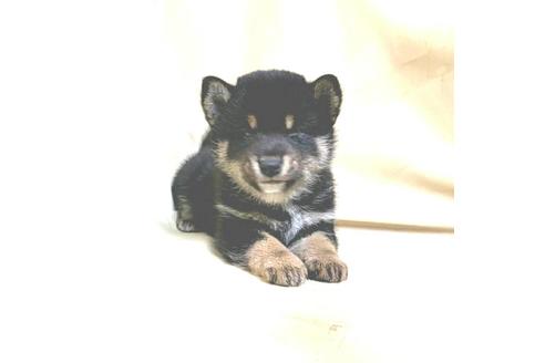 成約済の茨城県の豆柴-161229の19枚目