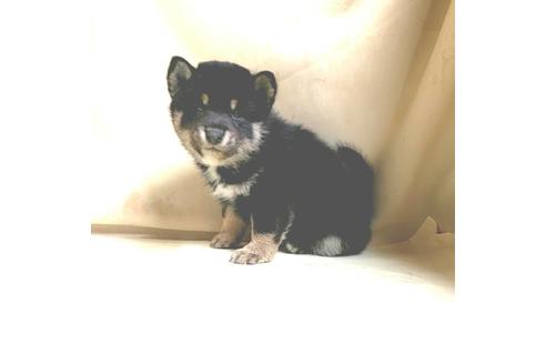 成約済の茨城県の豆柴-161229の18枚目