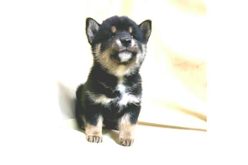 成約済の茨城県の豆柴-161229の17枚目