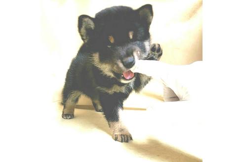 成約済の茨城県の豆柴-161229の16枚目