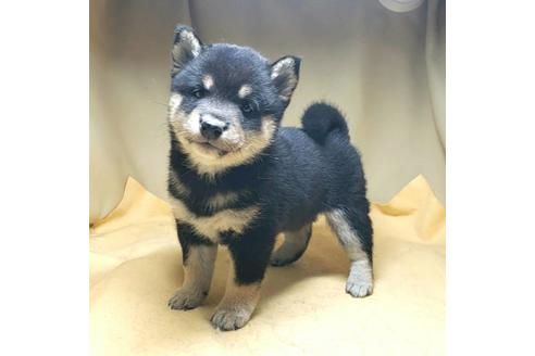 成約済の茨城県の豆柴-163518の10枚目
