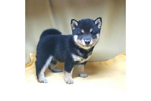 成約済の茨城県の豆柴-163518の7枚目