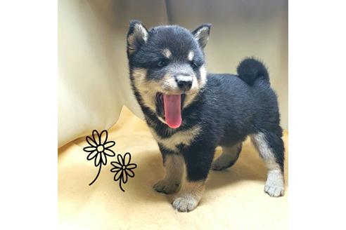 成約済の茨城県の豆柴-163518の6枚目