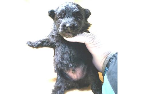 成約済の茨城県のミックス犬-163523の20枚目