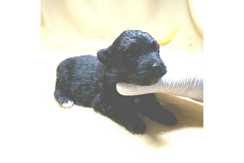 成約済の茨城県のミックス犬-163523の19枚目