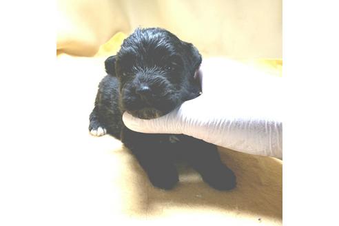 成約済の茨城県のミックス犬-163523の18枚目