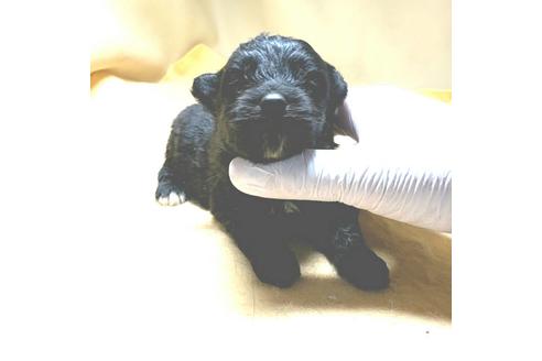 成約済の茨城県のミックス犬-163523の17枚目