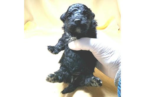 成約済の茨城県のミックス犬-163524の51枚目