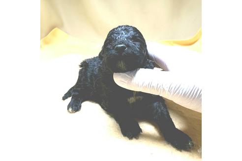 成約済の茨城県のミックス犬-163524の50枚目
