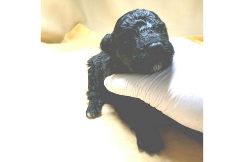 成約済の茨城県のミックス犬-163524の48枚目