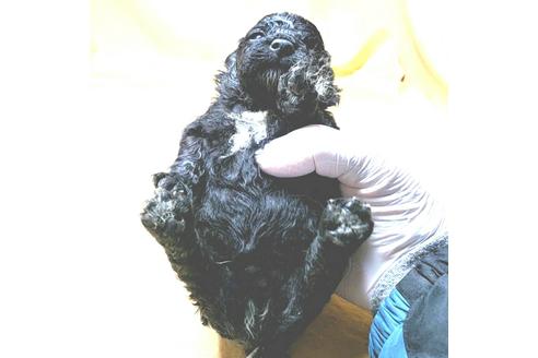 成約済の茨城県のミックス犬-163524の47枚目
