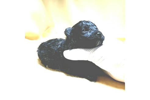 成約済の茨城県のミックス犬-163525の48枚目