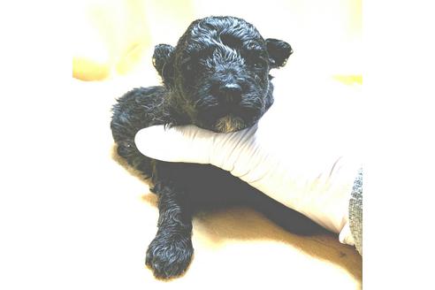 成約済の茨城県のミックス犬-163525の46枚目