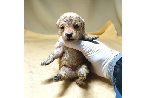 成約済の茨城県のミックス犬-163527の50枚目