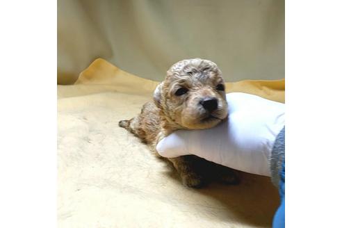 成約済の茨城県のミックス犬-163527の49枚目
