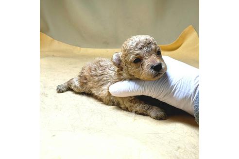 成約済の茨城県のミックス犬-163527の48枚目