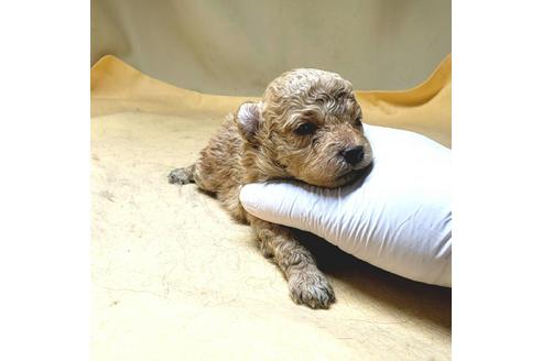 成約済の茨城県のミックス犬-163527の47枚目