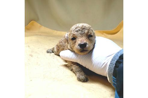 成約済の茨城県のミックス犬-163527の46枚目