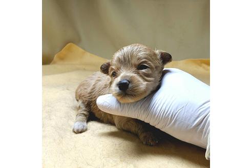 成約済の茨城県のミックス犬-163528の7枚目