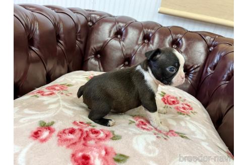 成約済の香川県のボストンテリア-163535の2枚目