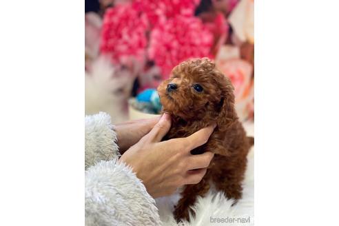 成約済の福岡県のタイニープードル-163541の3枚目