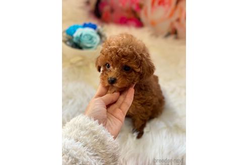 成約済の福岡県のタイニープードル-163541の1枚目