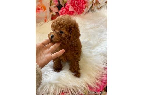 成約済の福岡県のタイニープードル-163541の2枚目